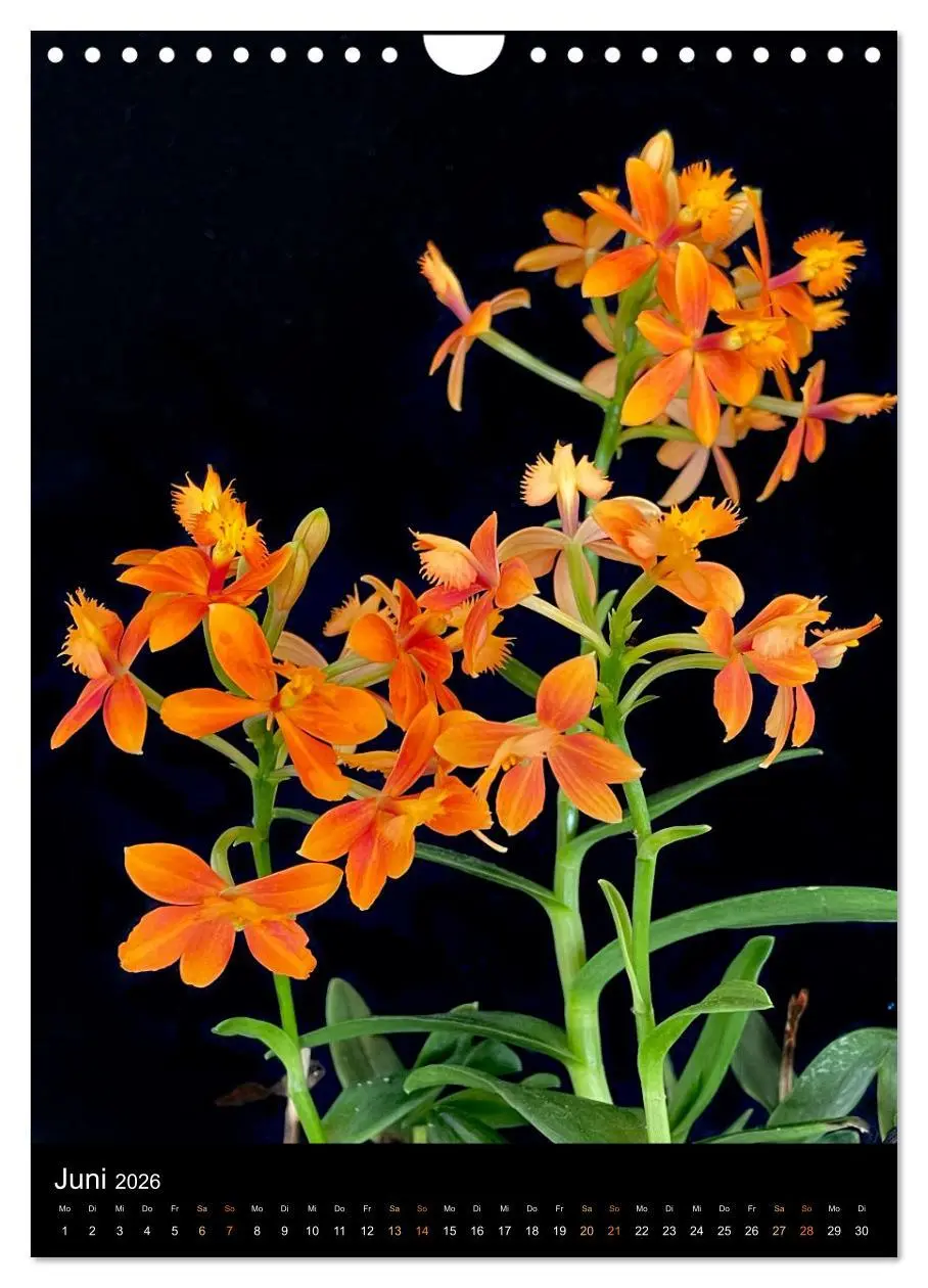 Bild: 9783516326994 | Orchideen - Exoten im Wohnzimmer (Wandkalender 2026 DIN A4 hoch),...