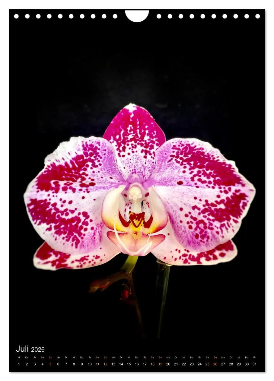 Bild: 9783516326994 | Orchideen - Exoten im Wohnzimmer (Wandkalender 2026 DIN A4 hoch),...