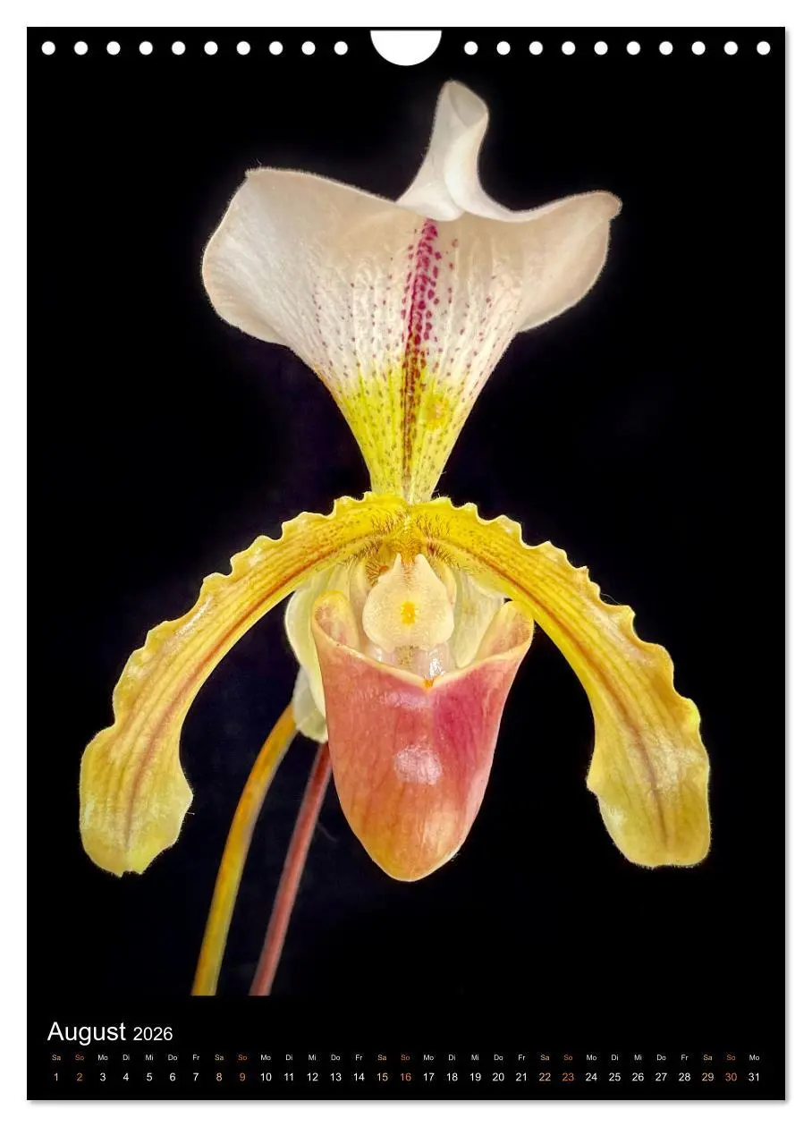 Bild: 9783516326994 | Orchideen - Exoten im Wohnzimmer (Wandkalender 2026 DIN A4 hoch),...