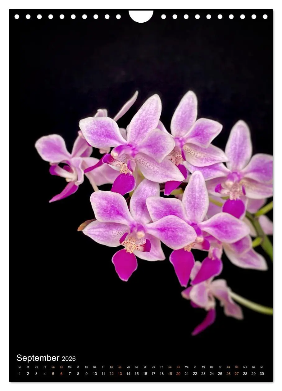 Bild: 9783516326994 | Orchideen - Exoten im Wohnzimmer (Wandkalender 2026 DIN A4 hoch),...