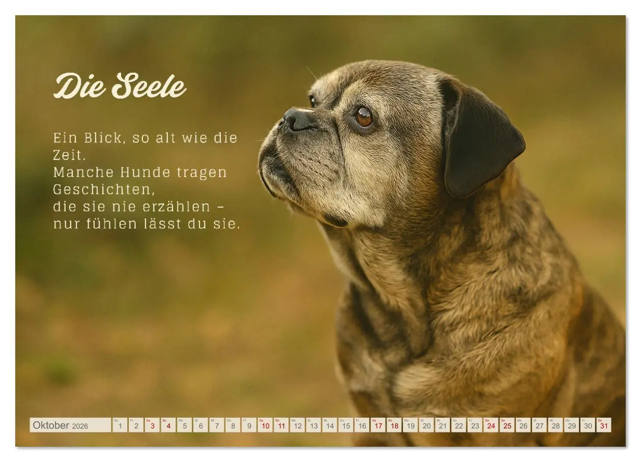 Bild: 9783516636994 | Hunde mit Charakter (Wandkalender 2026 DIN A2 quer), CALVENDO...