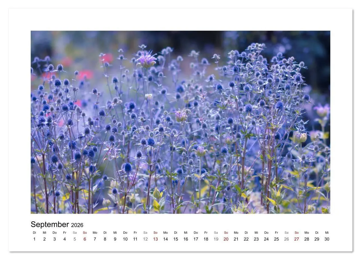 Bild: 9783457817094 | Blauer Blütentraum (Wandkalender 2026 DIN A3 quer), CALVENDO...