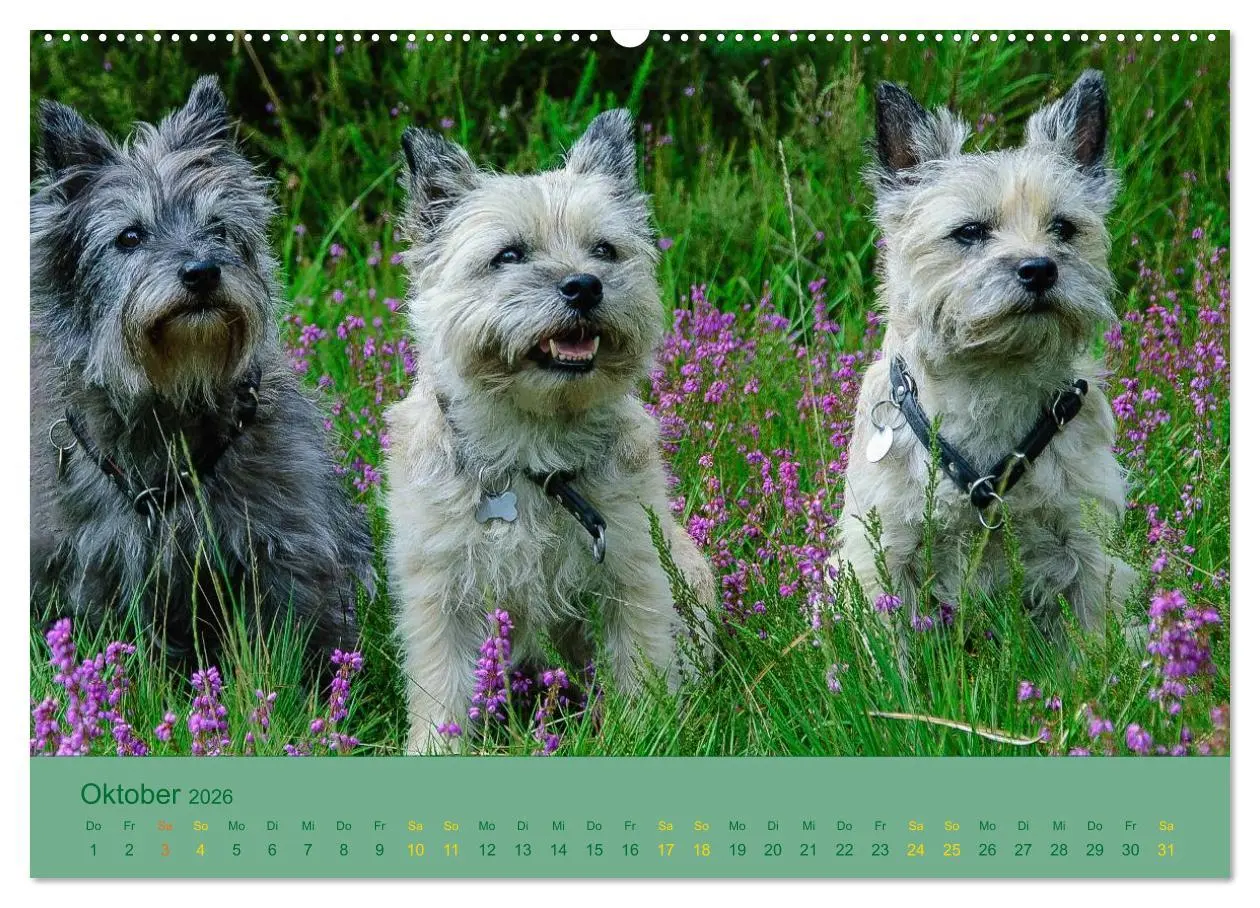 Bild: 9783457987094 | Cairns Forever (hochwertiger Premium Wandkalender 2026 DIN A2...