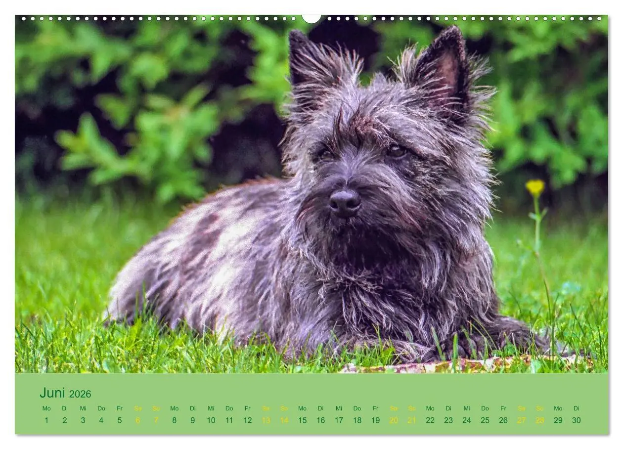 Bild: 9783457987094 | Cairns Forever (hochwertiger Premium Wandkalender 2026 DIN A2...