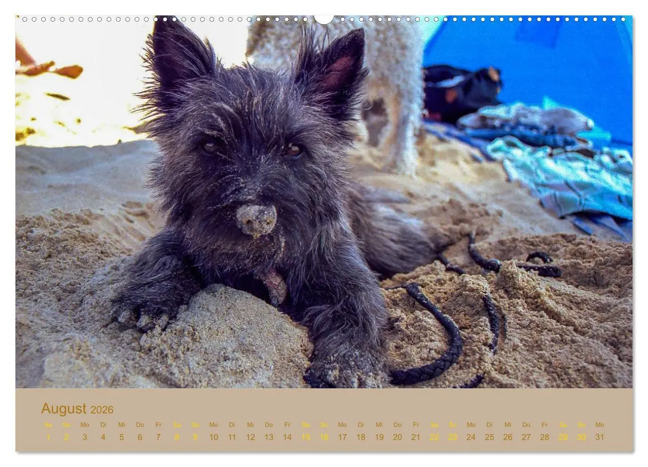 Bild: 9783457987094 | Cairns Forever (hochwertiger Premium Wandkalender 2026 DIN A2...