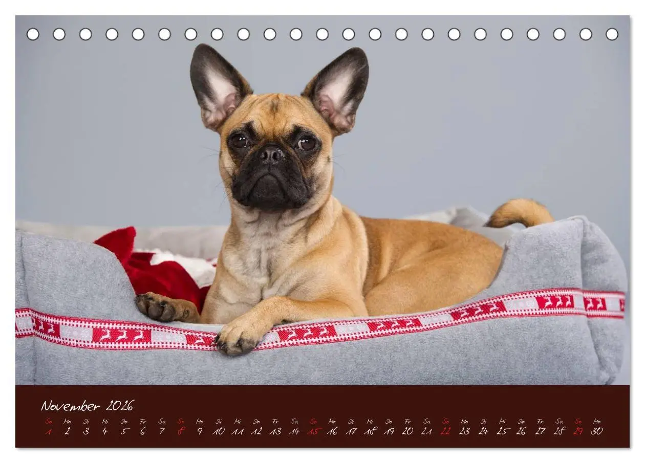 Bild: 9783516147094 | Französische Bulldoggen (Tischkalender 2026 DIN A5 quer), CALVENDO...