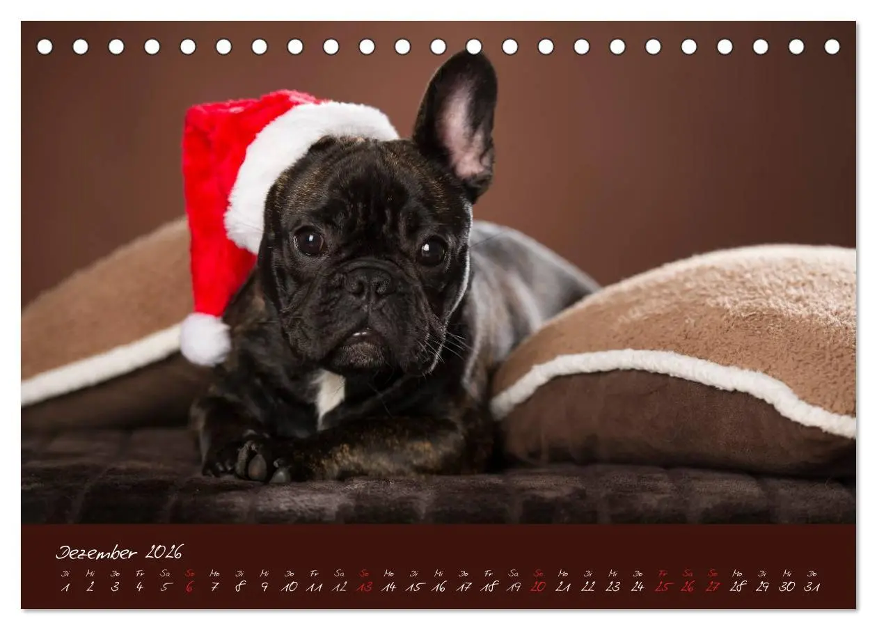 Bild: 9783516147094 | Französische Bulldoggen (Tischkalender 2026 DIN A5 quer), CALVENDO...