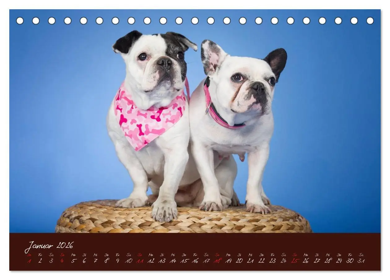 Bild: 9783516147094 | Französische Bulldoggen (Tischkalender 2026 DIN A5 quer), CALVENDO...