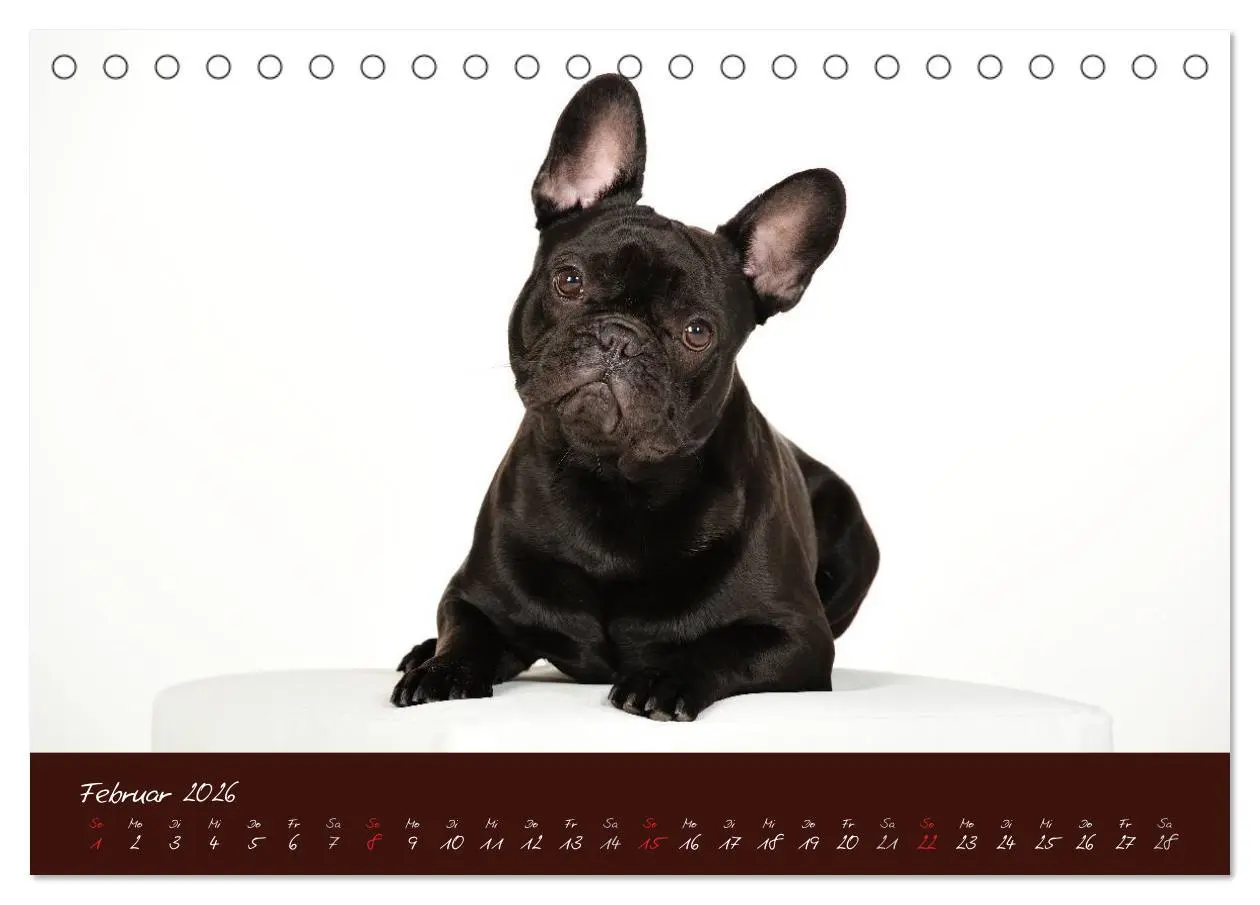 Bild: 9783516147094 | Französische Bulldoggen (Tischkalender 2026 DIN A5 quer), CALVENDO...