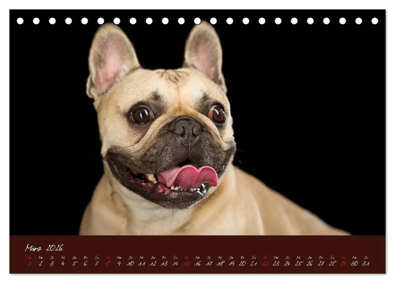 Bild: 9783516147094 | Französische Bulldoggen (Tischkalender 2026 DIN A5 quer), CALVENDO...