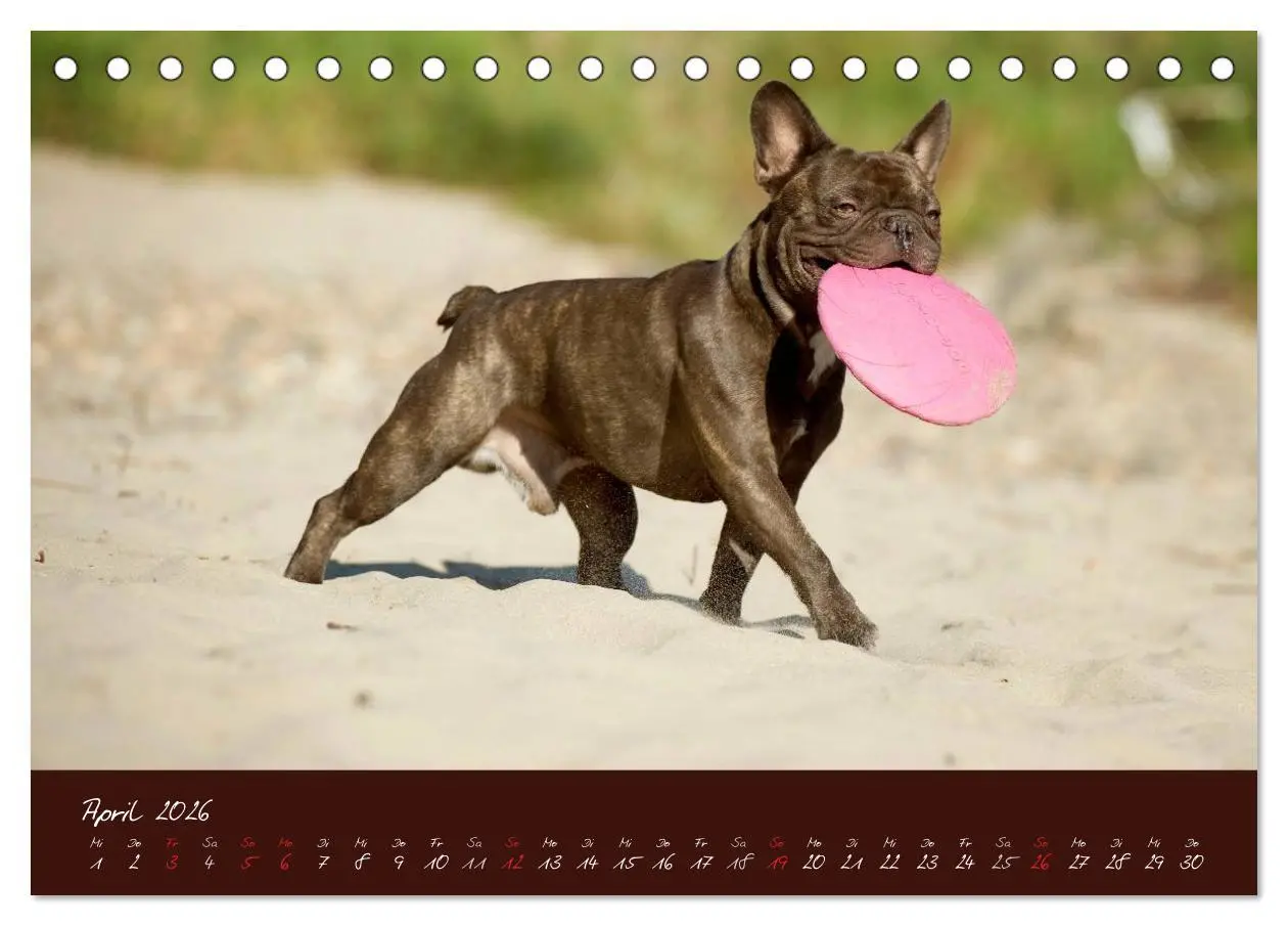 Bild: 9783516147094 | Französische Bulldoggen (Tischkalender 2026 DIN A5 quer), CALVENDO...