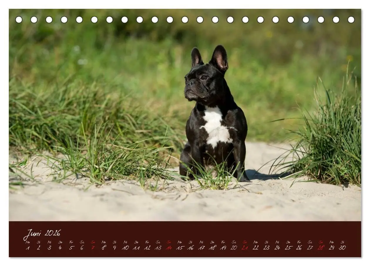 Bild: 9783516147094 | Französische Bulldoggen (Tischkalender 2026 DIN A5 quer), CALVENDO...