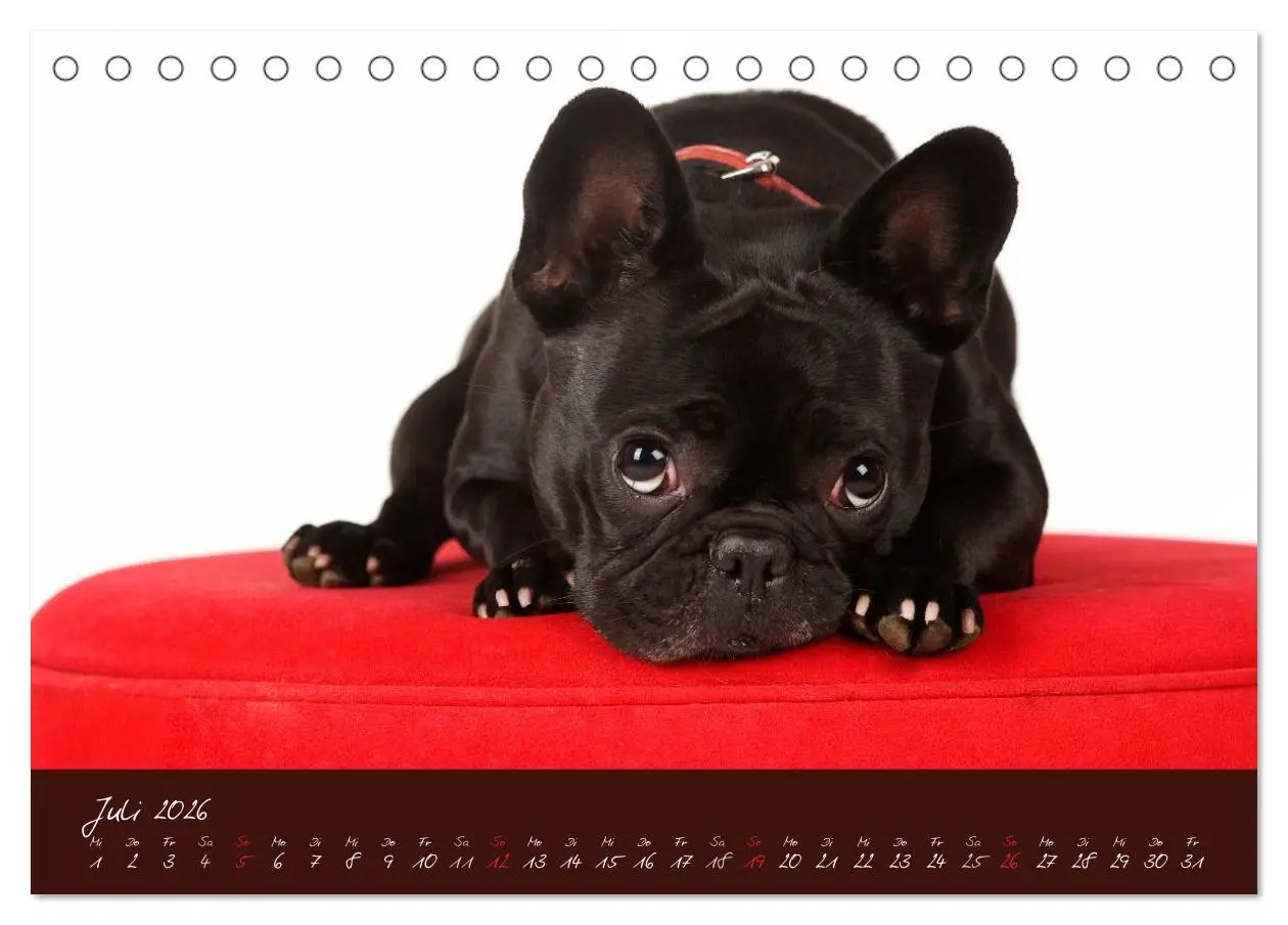 Bild: 9783516147094 | Französische Bulldoggen (Tischkalender 2026 DIN A5 quer), CALVENDO...