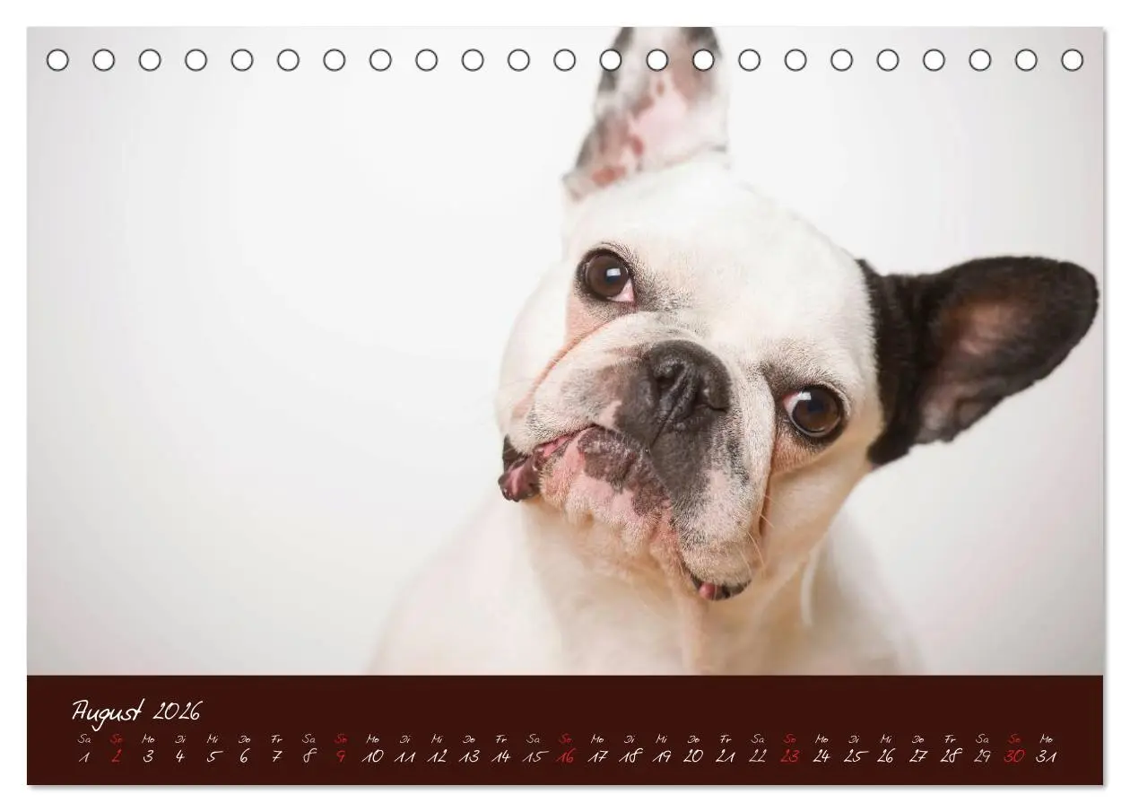 Bild: 9783516147094 | Französische Bulldoggen (Tischkalender 2026 DIN A5 quer), CALVENDO...