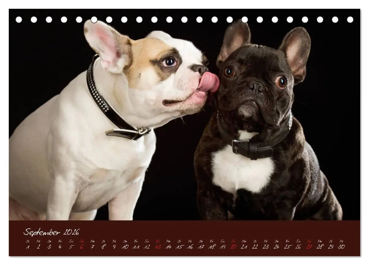 Bild: 9783516147094 | Französische Bulldoggen (Tischkalender 2026 DIN A5 quer), CALVENDO...