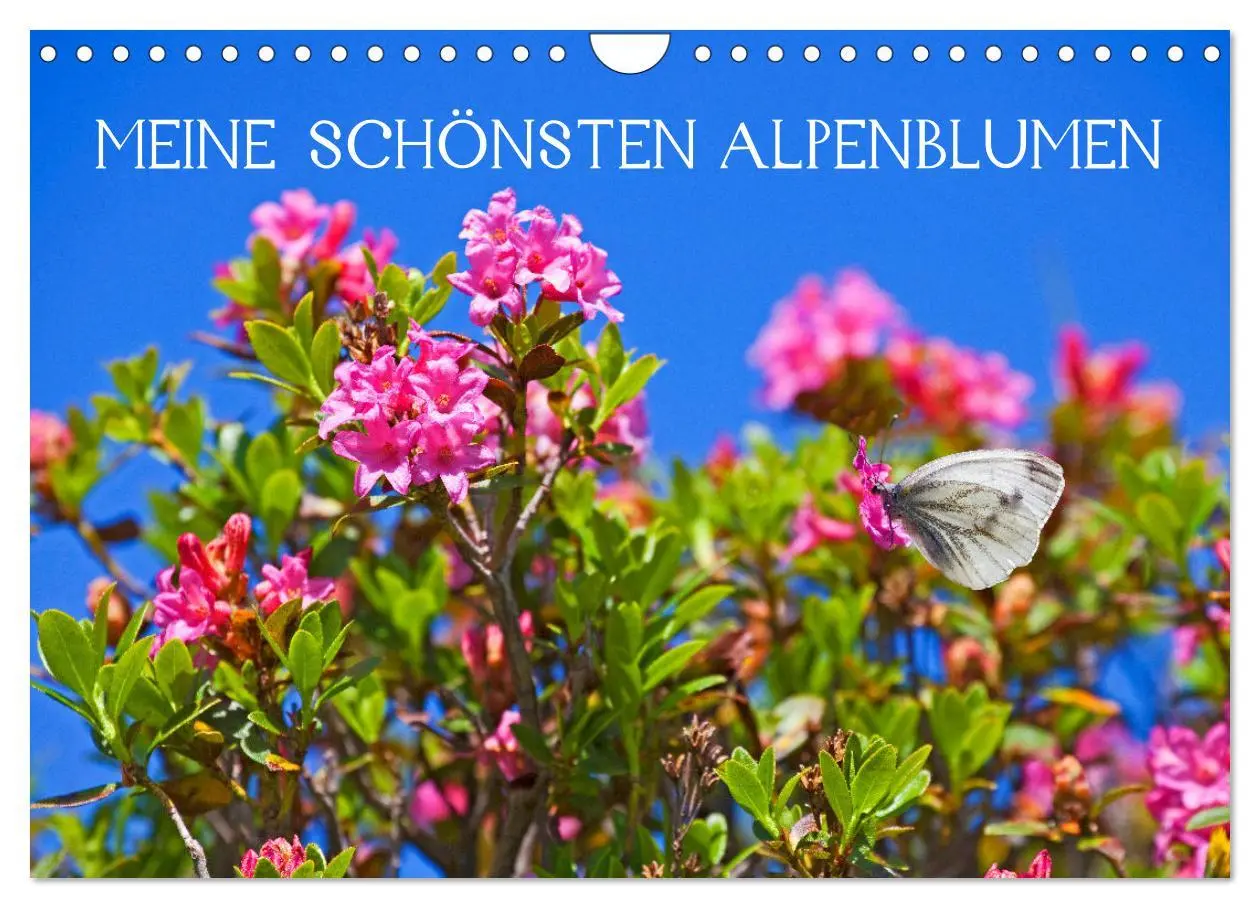 Cover: 9783457277294 | Meine schönsten Alpenblumen (Wandkalender 2026 DIN A4 quer),...