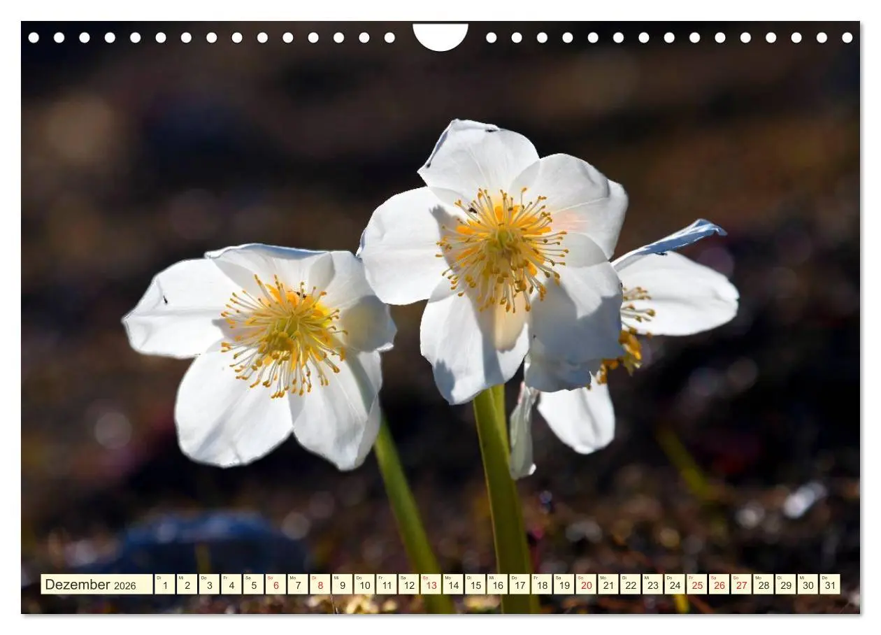 Bild: 9783457277294 | Meine schönsten Alpenblumen (Wandkalender 2026 DIN A4 quer),...