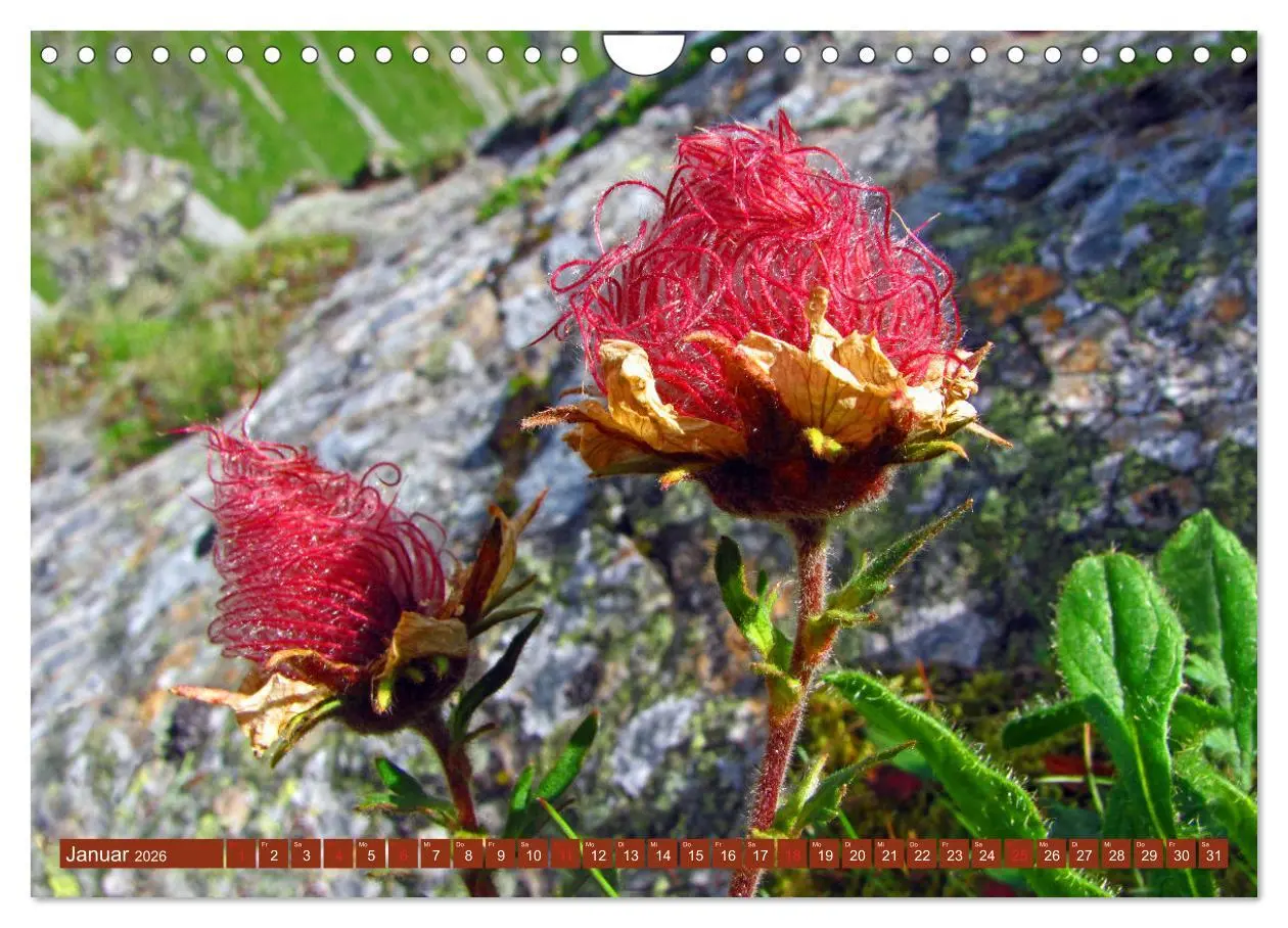 Bild: 9783457277294 | Meine schönsten Alpenblumen (Wandkalender 2026 DIN A4 quer),...