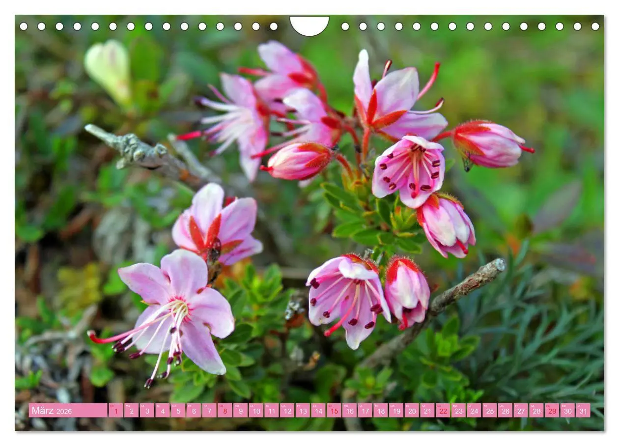 Bild: 9783457277294 | Meine schönsten Alpenblumen (Wandkalender 2026 DIN A4 quer),...