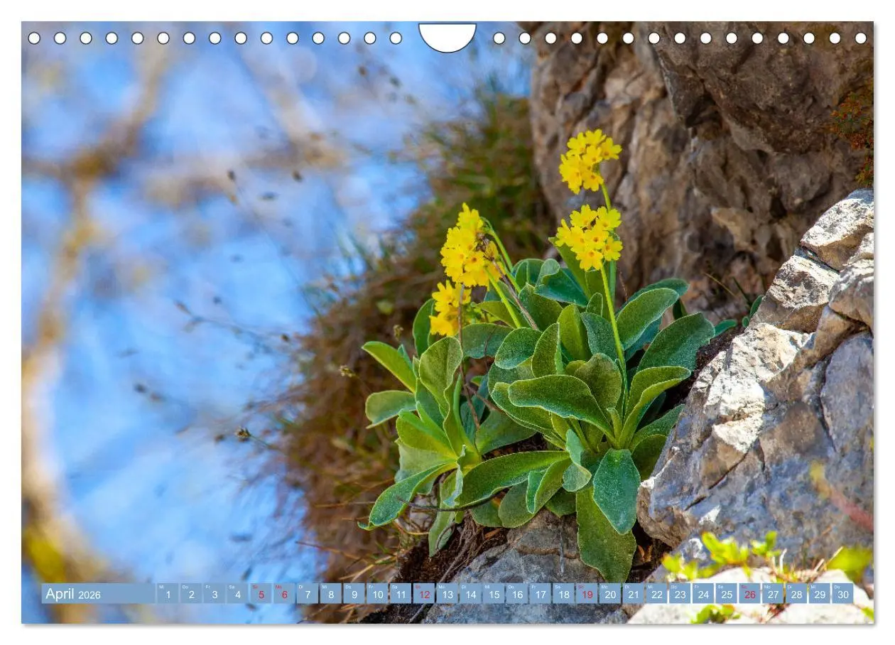 Bild: 9783457277294 | Meine schönsten Alpenblumen (Wandkalender 2026 DIN A4 quer),...