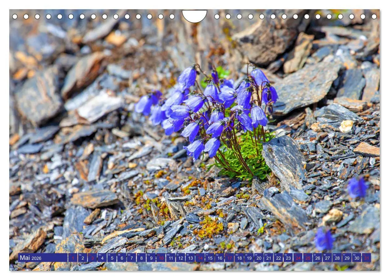 Bild: 9783457277294 | Meine schönsten Alpenblumen (Wandkalender 2026 DIN A4 quer),...