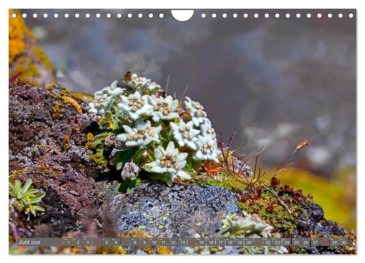 Bild: 9783457277294 | Meine schönsten Alpenblumen (Wandkalender 2026 DIN A4 quer),...