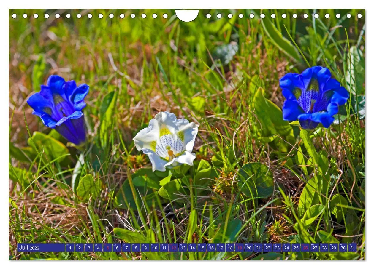 Bild: 9783457277294 | Meine schönsten Alpenblumen (Wandkalender 2026 DIN A4 quer),...