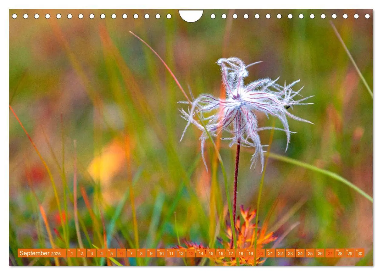 Bild: 9783457277294 | Meine schönsten Alpenblumen (Wandkalender 2026 DIN A4 quer),...