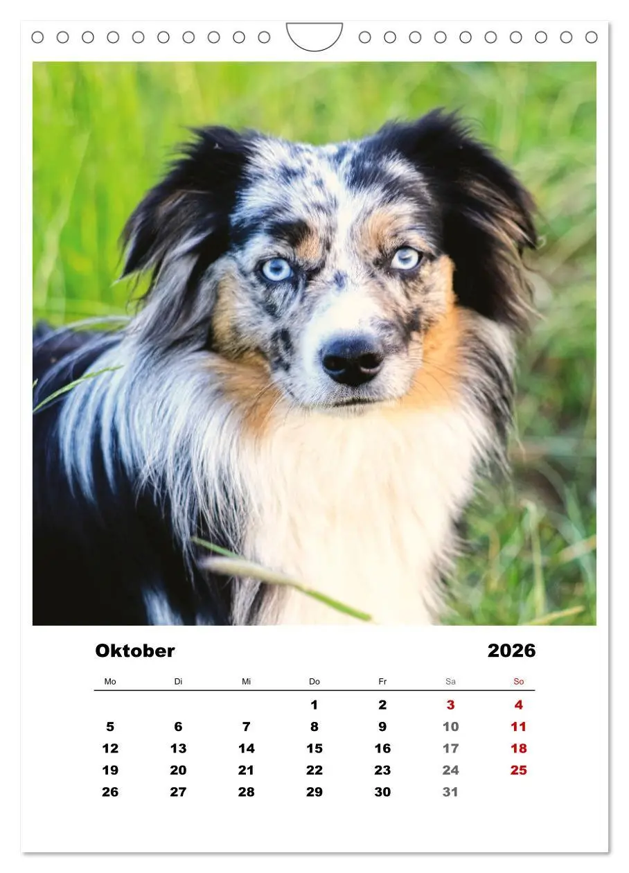 Bild: 9783516367294 | Bauernhoftiere, ganz nah dran (Wandkalender 2026 DIN A4 hoch),...