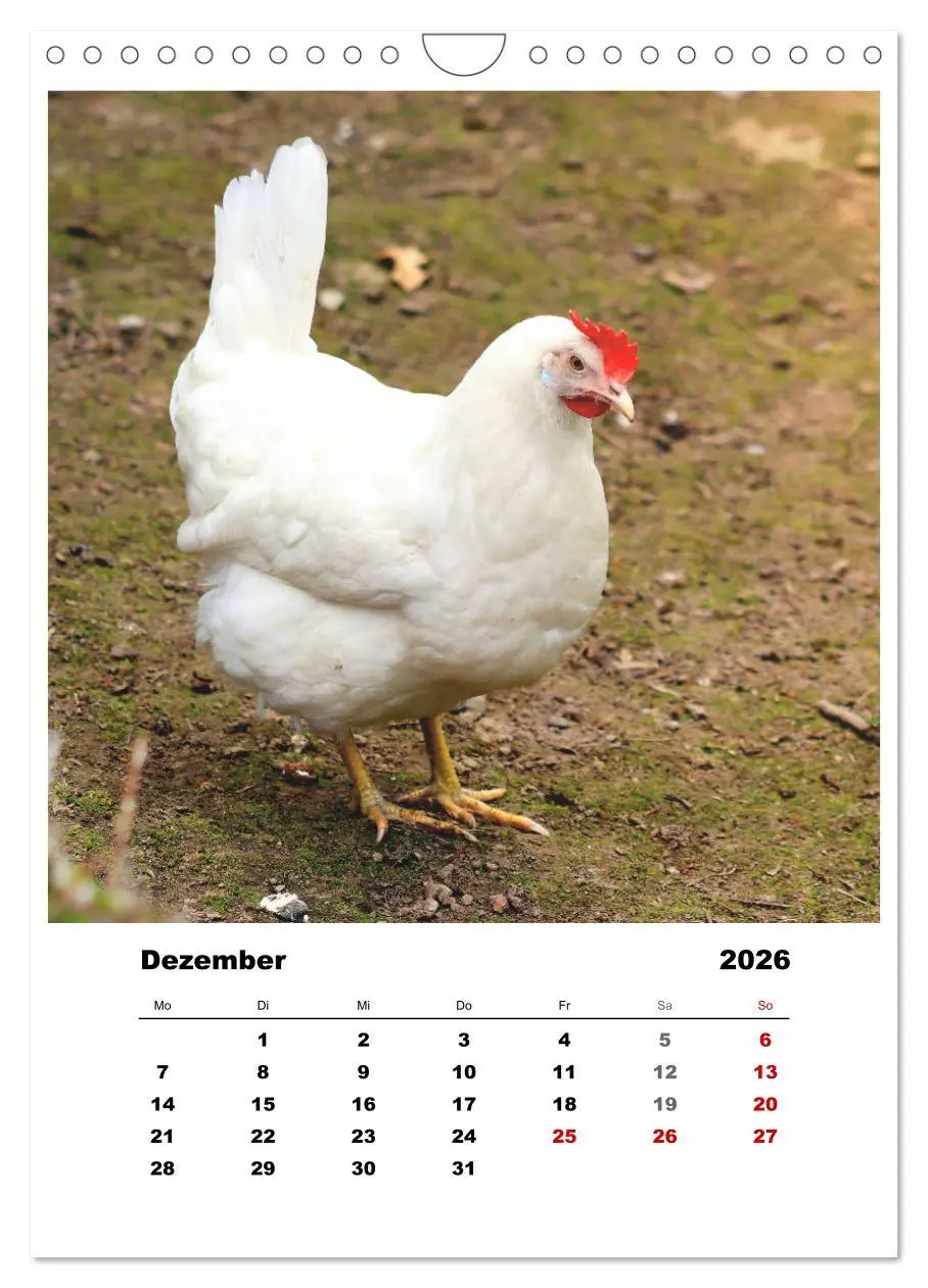 Bild: 9783516367294 | Bauernhoftiere, ganz nah dran (Wandkalender 2026 DIN A4 hoch),...
