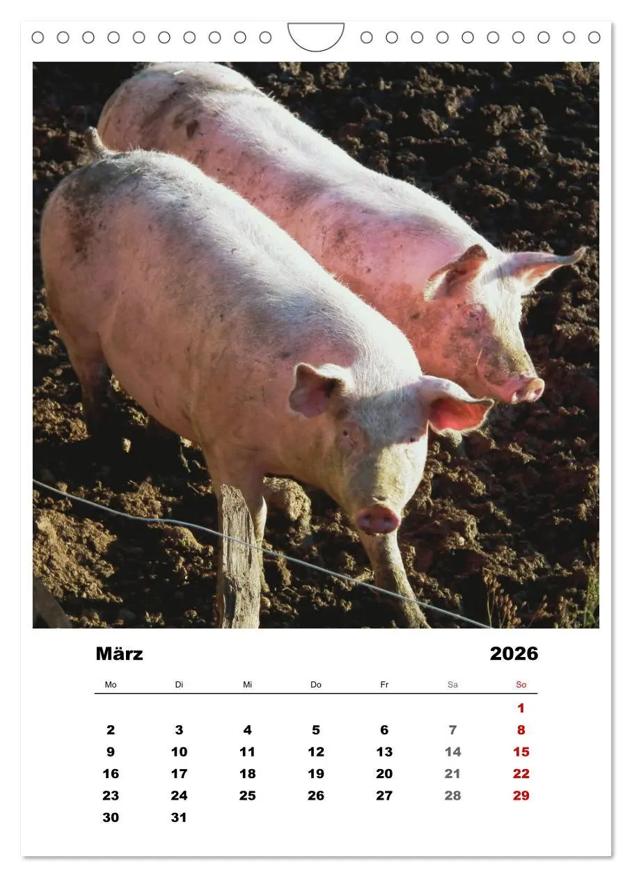 Bild: 9783516367294 | Bauernhoftiere, ganz nah dran (Wandkalender 2026 DIN A4 hoch),...