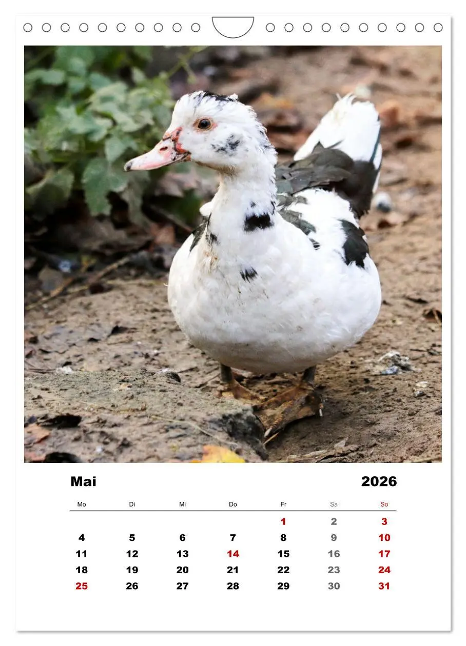 Bild: 9783516367294 | Bauernhoftiere, ganz nah dran (Wandkalender 2026 DIN A4 hoch),...