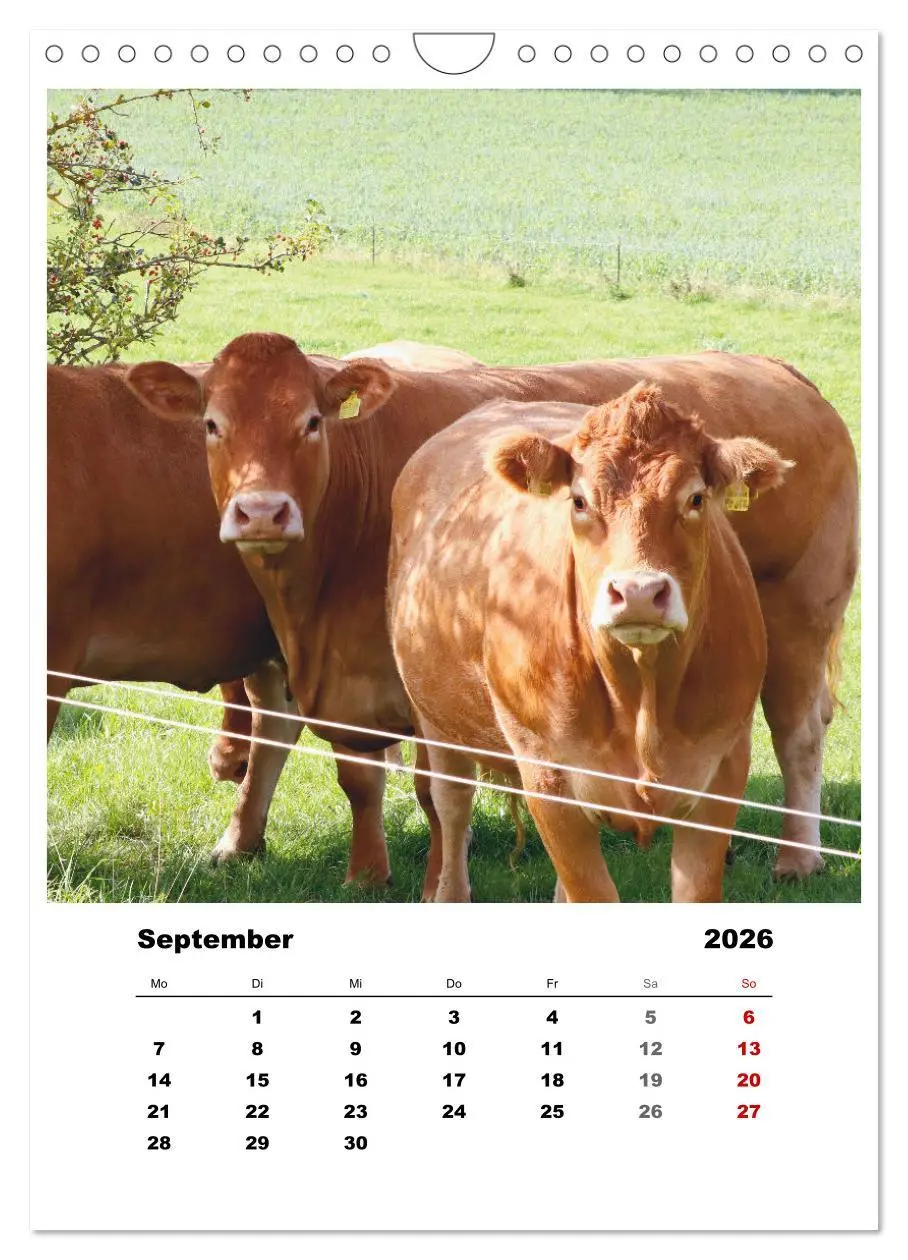 Bild: 9783516367294 | Bauernhoftiere, ganz nah dran (Wandkalender 2026 DIN A4 hoch),...