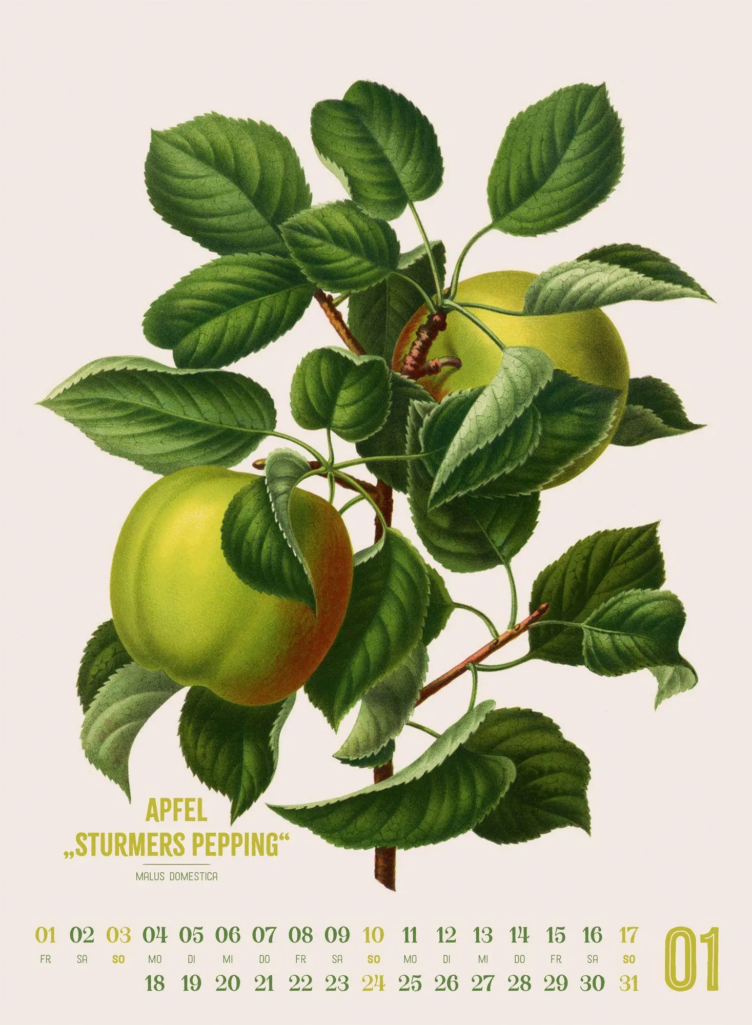 Bild: 9783838427294 | Obstgarten Kalender 2027 Apfel, Birne, Pflaume &amp; Co. | Wendel (u. a.)