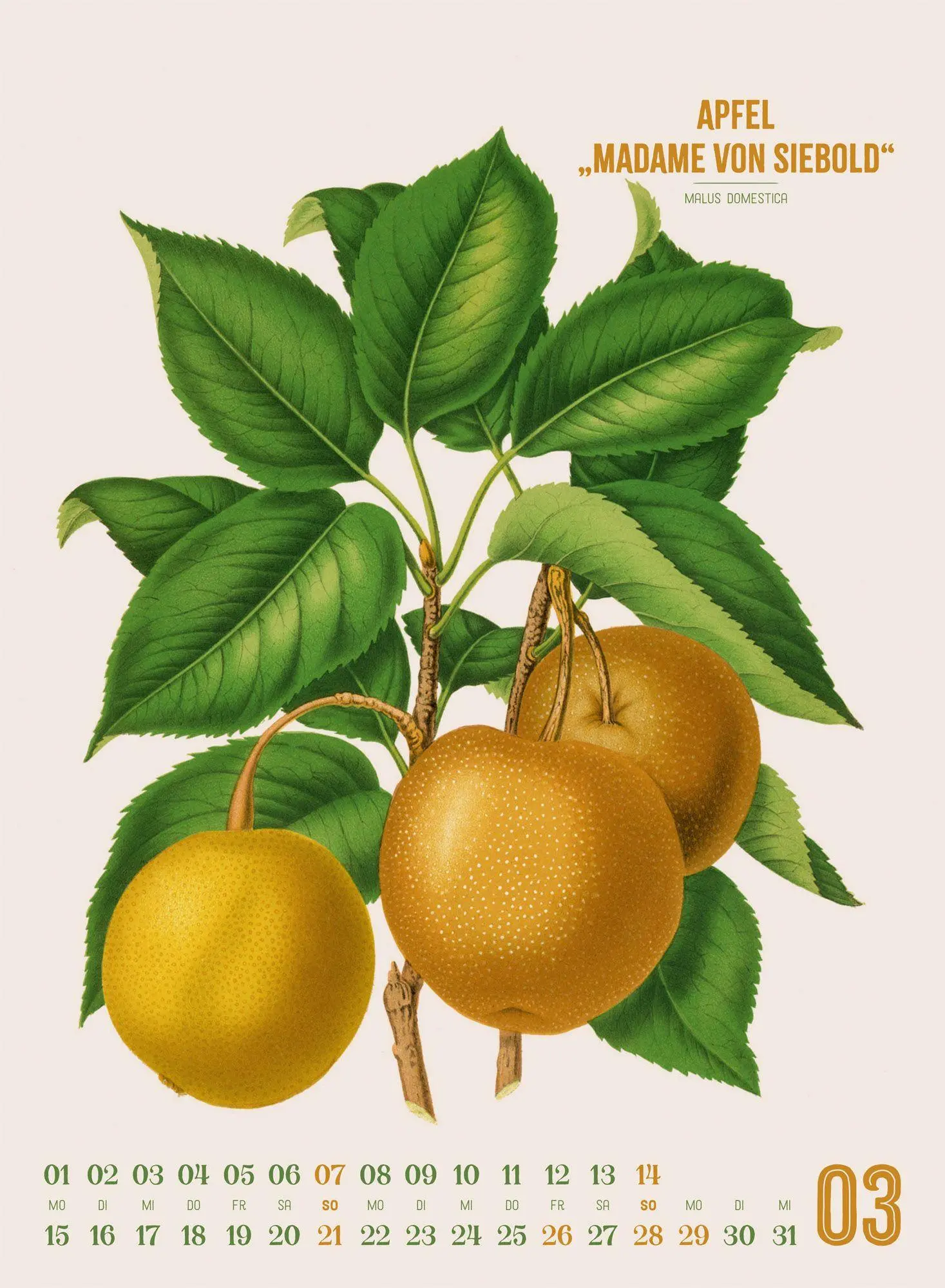 Bild: 9783838427294 | Obstgarten Kalender 2027 Apfel, Birne, Pflaume &amp; Co. | Wendel (u. a.)