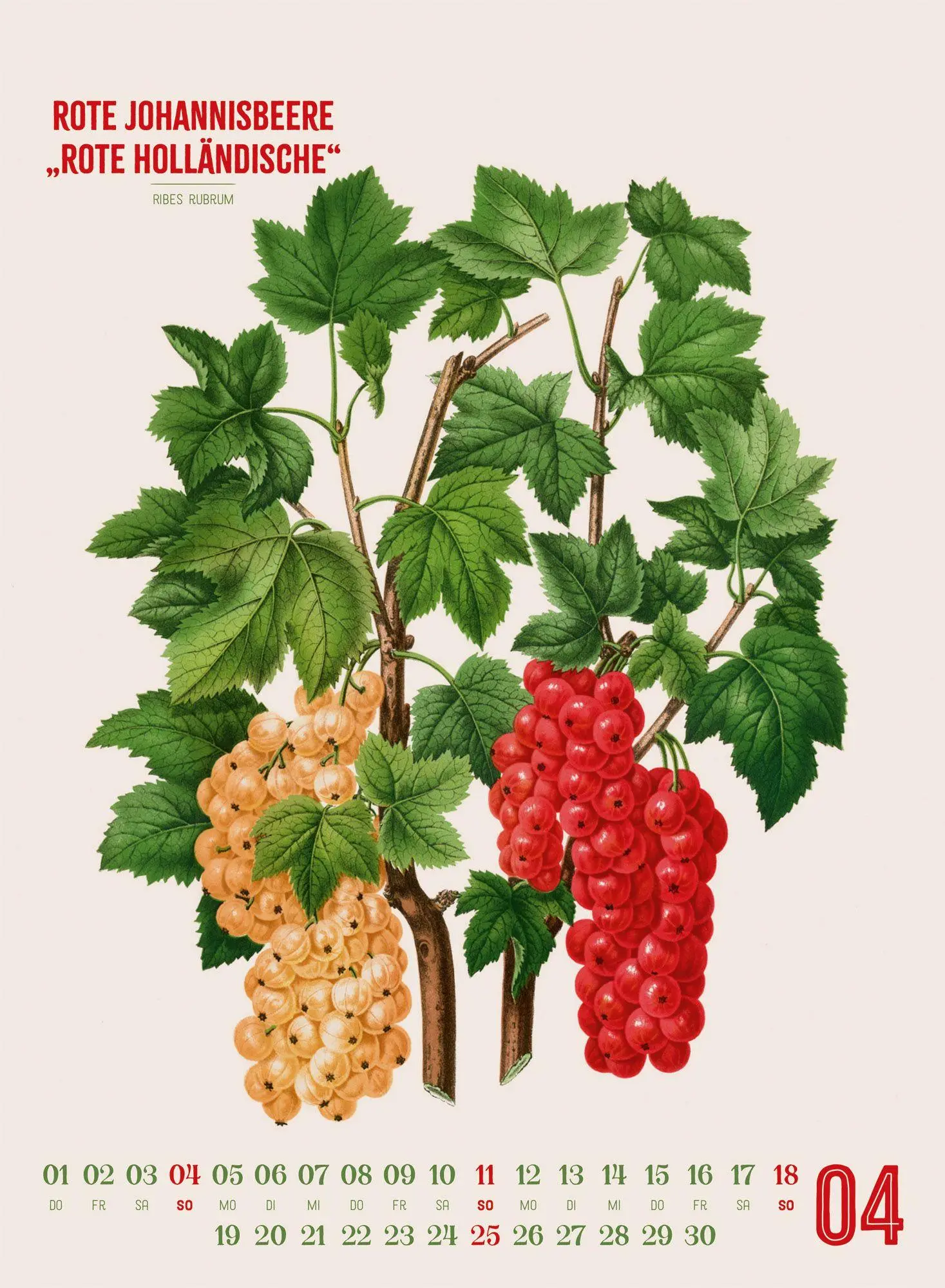 Bild: 9783838427294 | Obstgarten Kalender 2027 Apfel, Birne, Pflaume &amp; Co. | Wendel (u. a.)