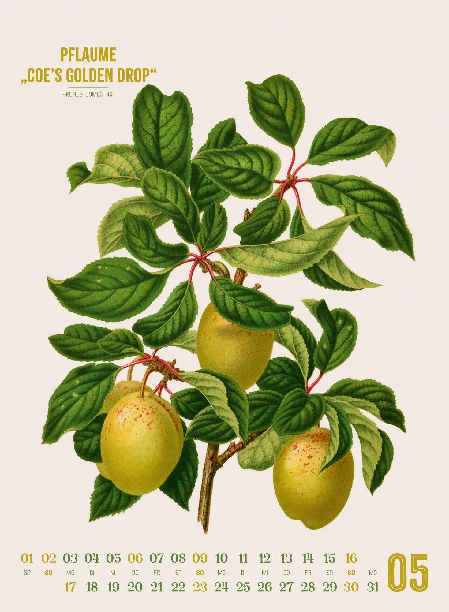Bild: 9783838427294 | Obstgarten Kalender 2027 Apfel, Birne, Pflaume &amp; Co. | Wendel (u. a.)