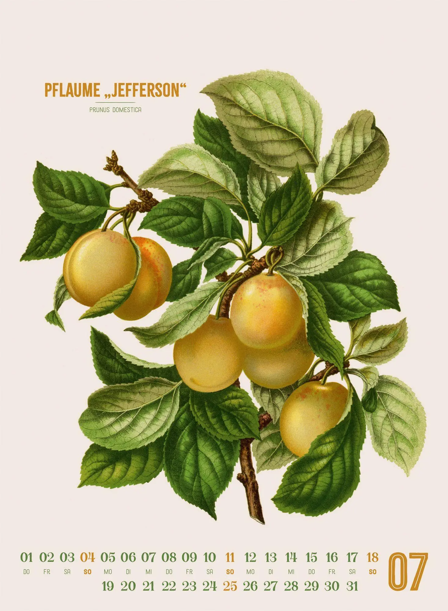 Bild: 9783838427294 | Obstgarten Kalender 2027 Apfel, Birne, Pflaume &amp; Co. | Wendel (u. a.)