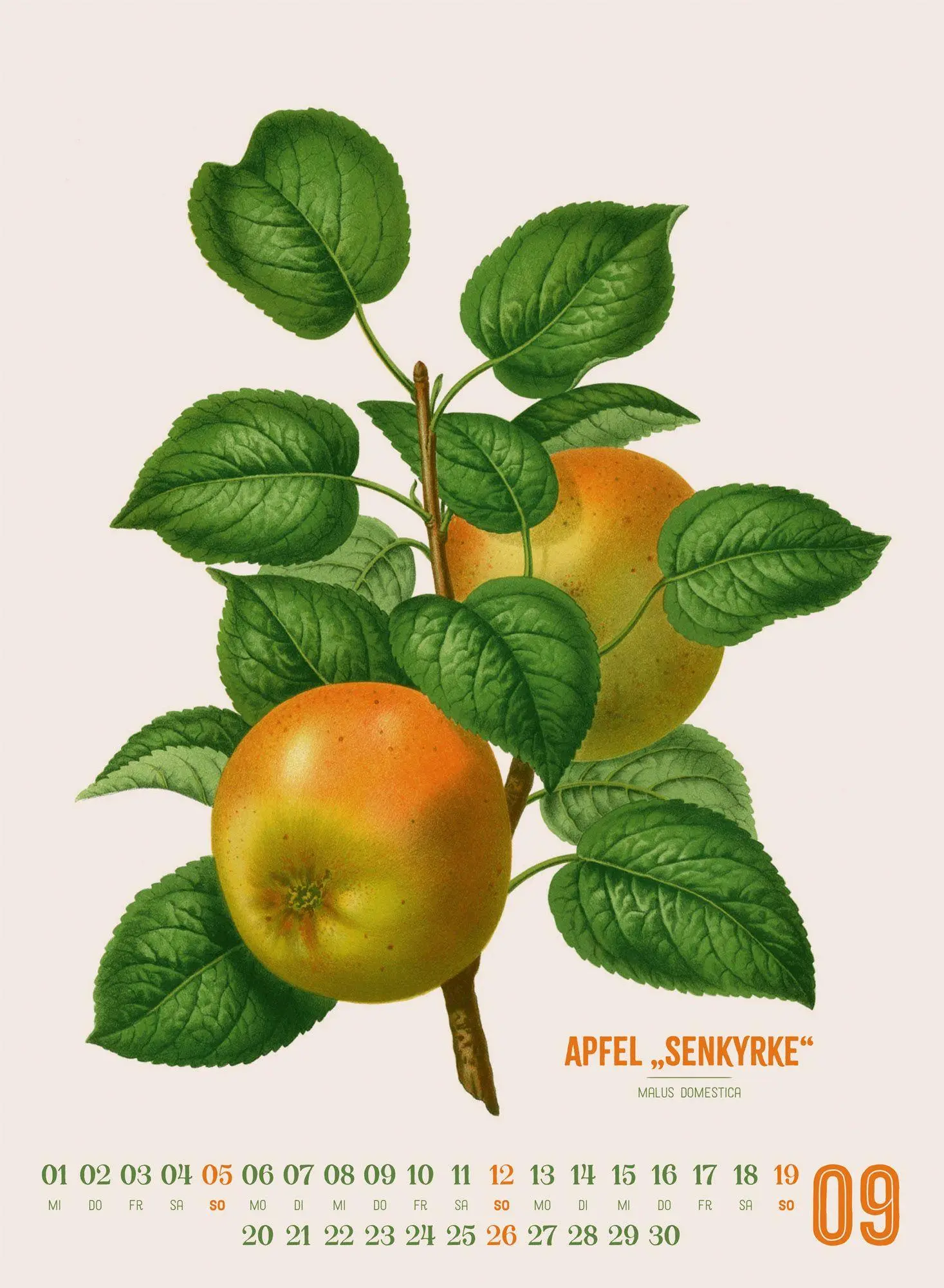 Bild: 9783838427294 | Obstgarten Kalender 2027 Apfel, Birne, Pflaume &amp; Co. | Wendel (u. a.)