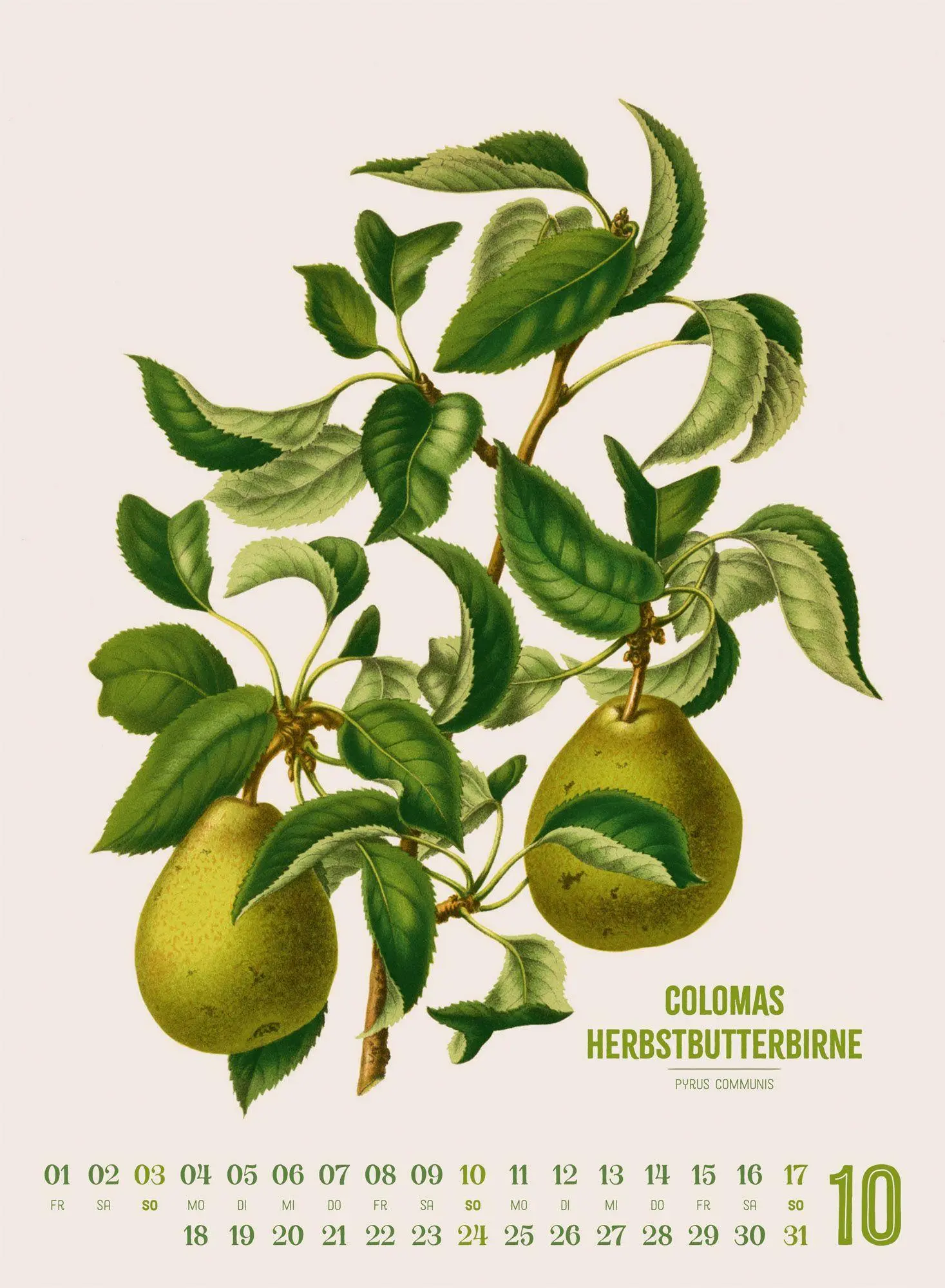 Bild: 9783838427294 | Obstgarten Kalender 2027 Apfel, Birne, Pflaume &amp; Co. | Wendel (u. a.)