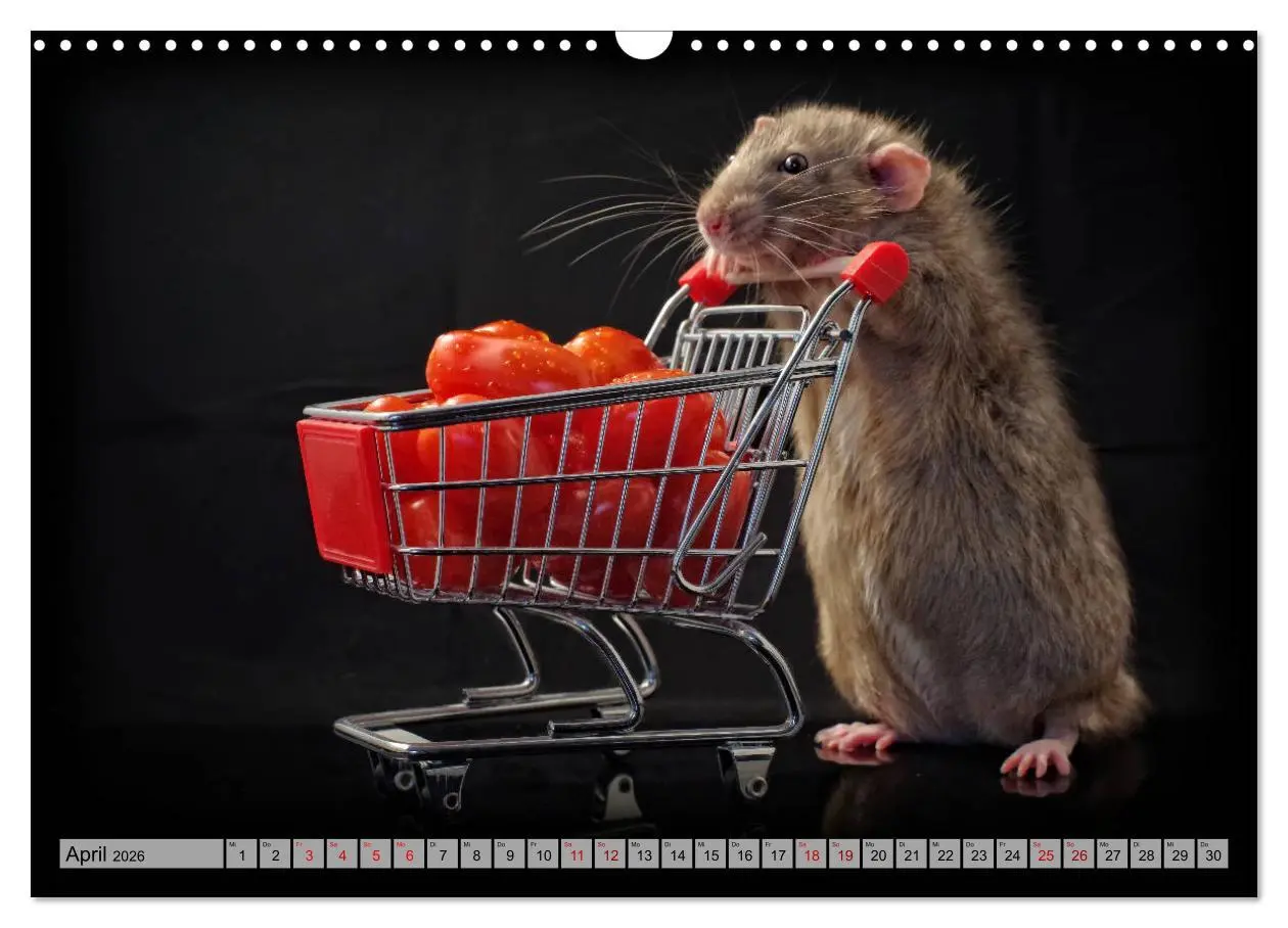 Bild: 9783457887394 | Rattenscharf und zuckersüß (Wandkalender 2026 DIN A3 quer),...
