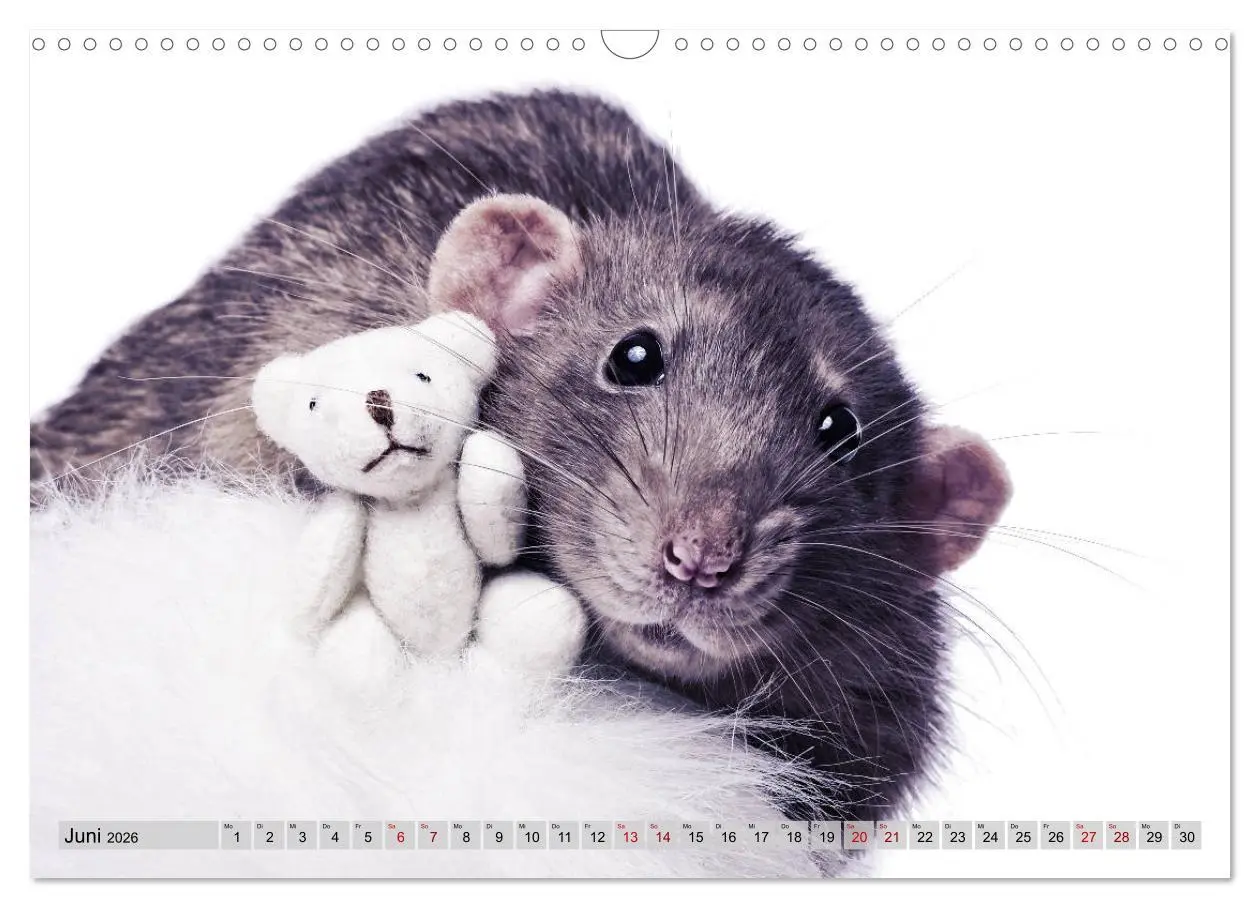 Bild: 9783457887394 | Rattenscharf und zuckersüß (Wandkalender 2026 DIN A3 quer),...