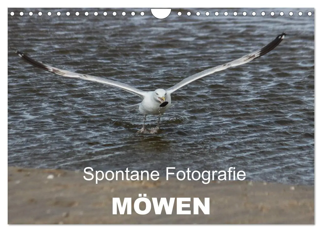Cover: 9783516117394 | Spontane Fotografie - Möwen (Wandkalender 2026 DIN A4 quer),...