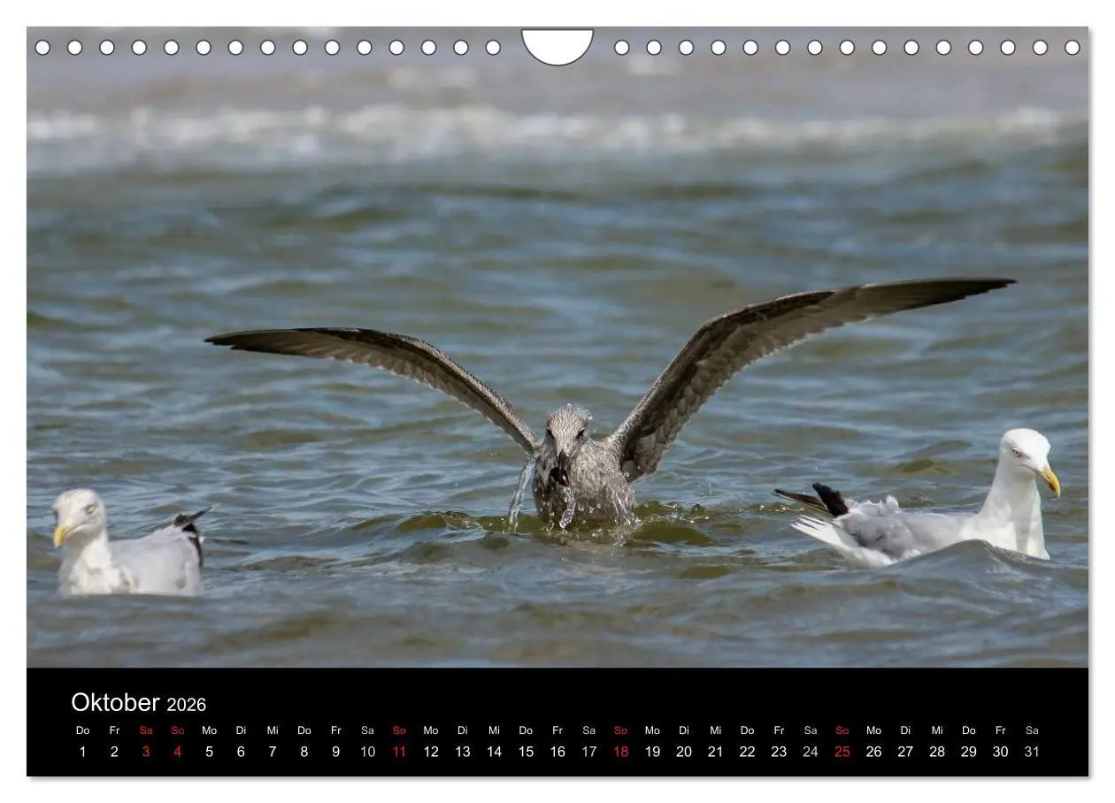 Bild: 9783516117394 | Spontane Fotografie - Möwen (Wandkalender 2026 DIN A4 quer),...