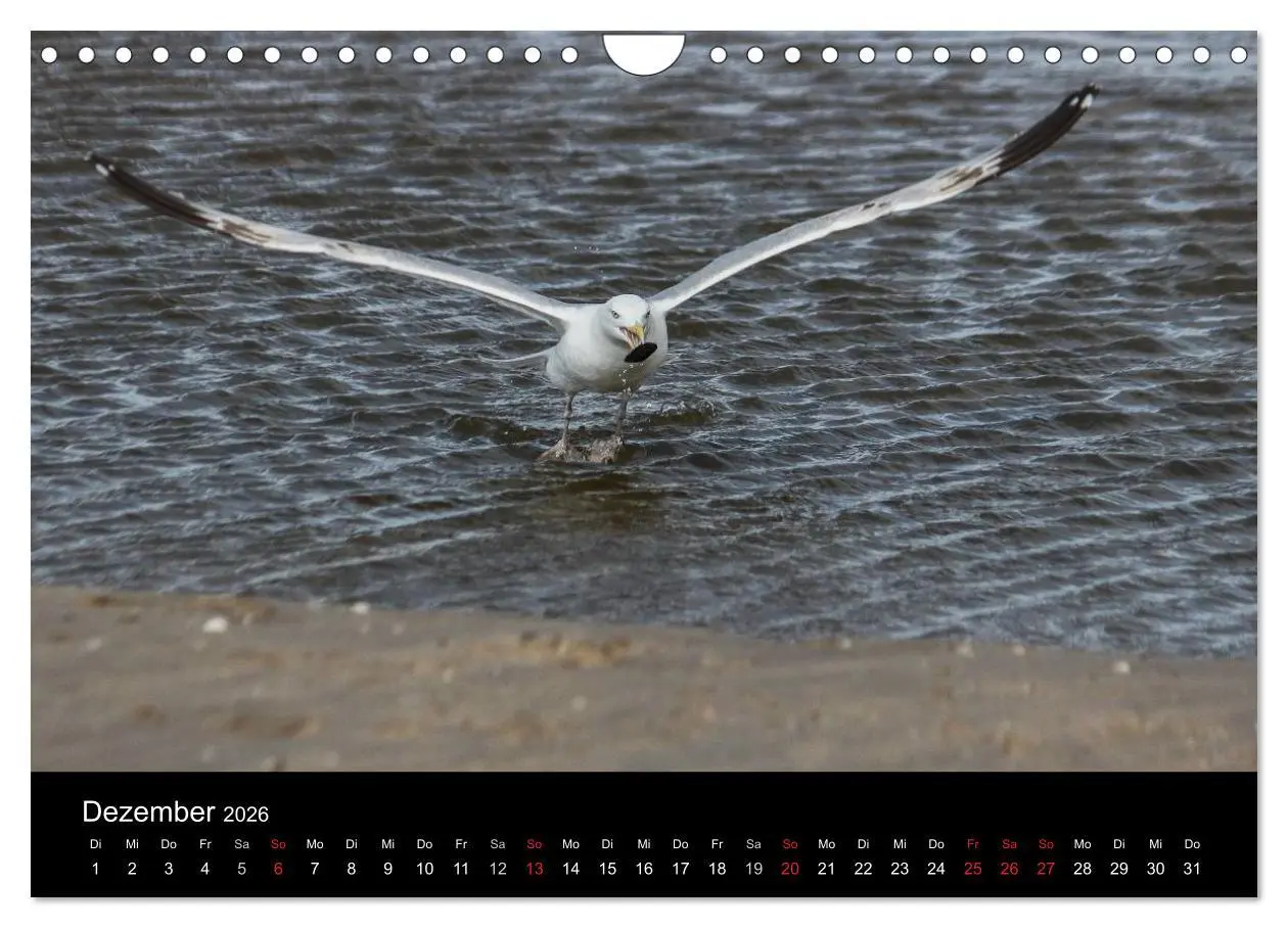 Bild: 9783516117394 | Spontane Fotografie - Möwen (Wandkalender 2026 DIN A4 quer),...