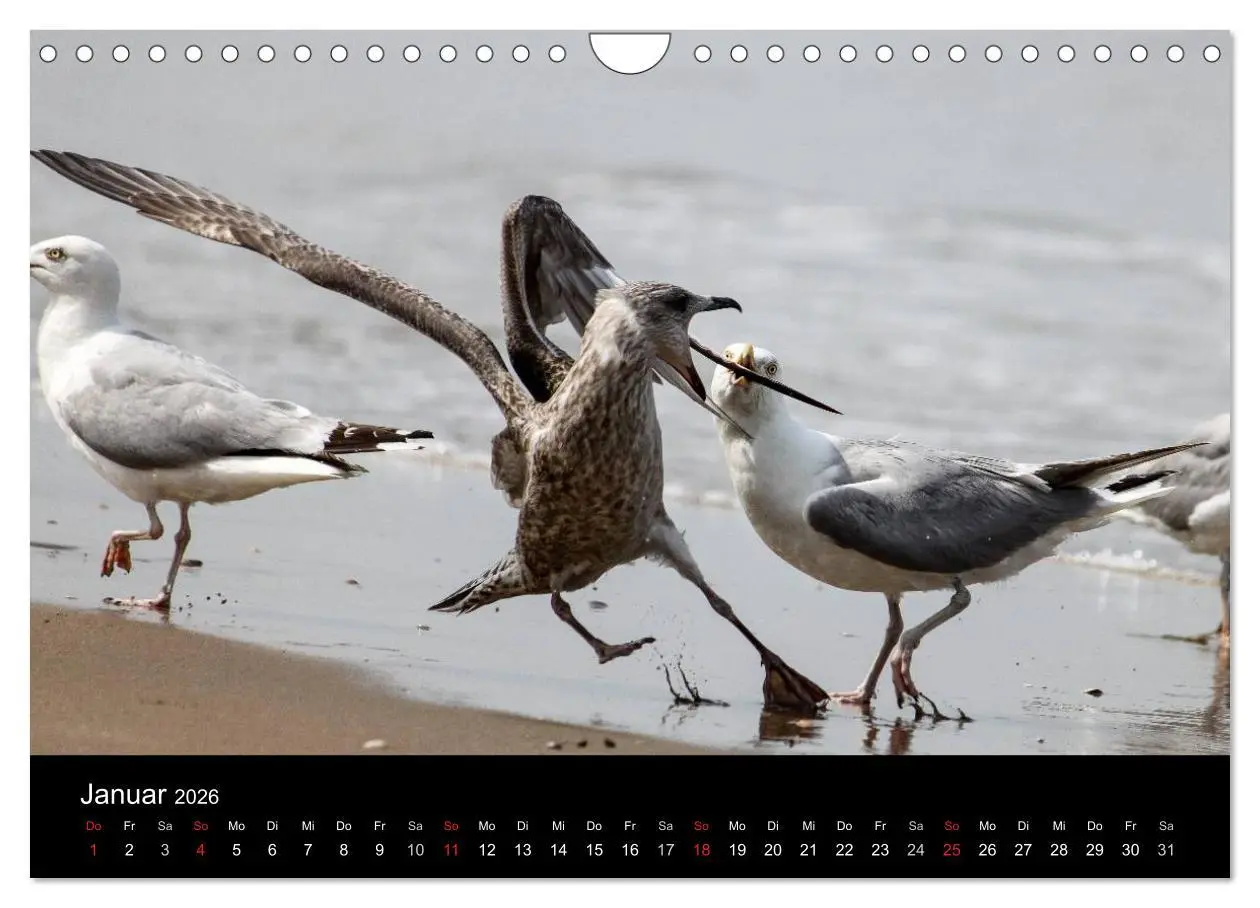 Bild: 9783516117394 | Spontane Fotografie - Möwen (Wandkalender 2026 DIN A4 quer),...