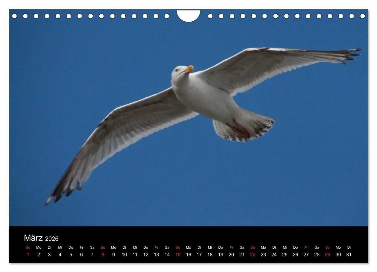 Bild: 9783516117394 | Spontane Fotografie - Möwen (Wandkalender 2026 DIN A4 quer),...