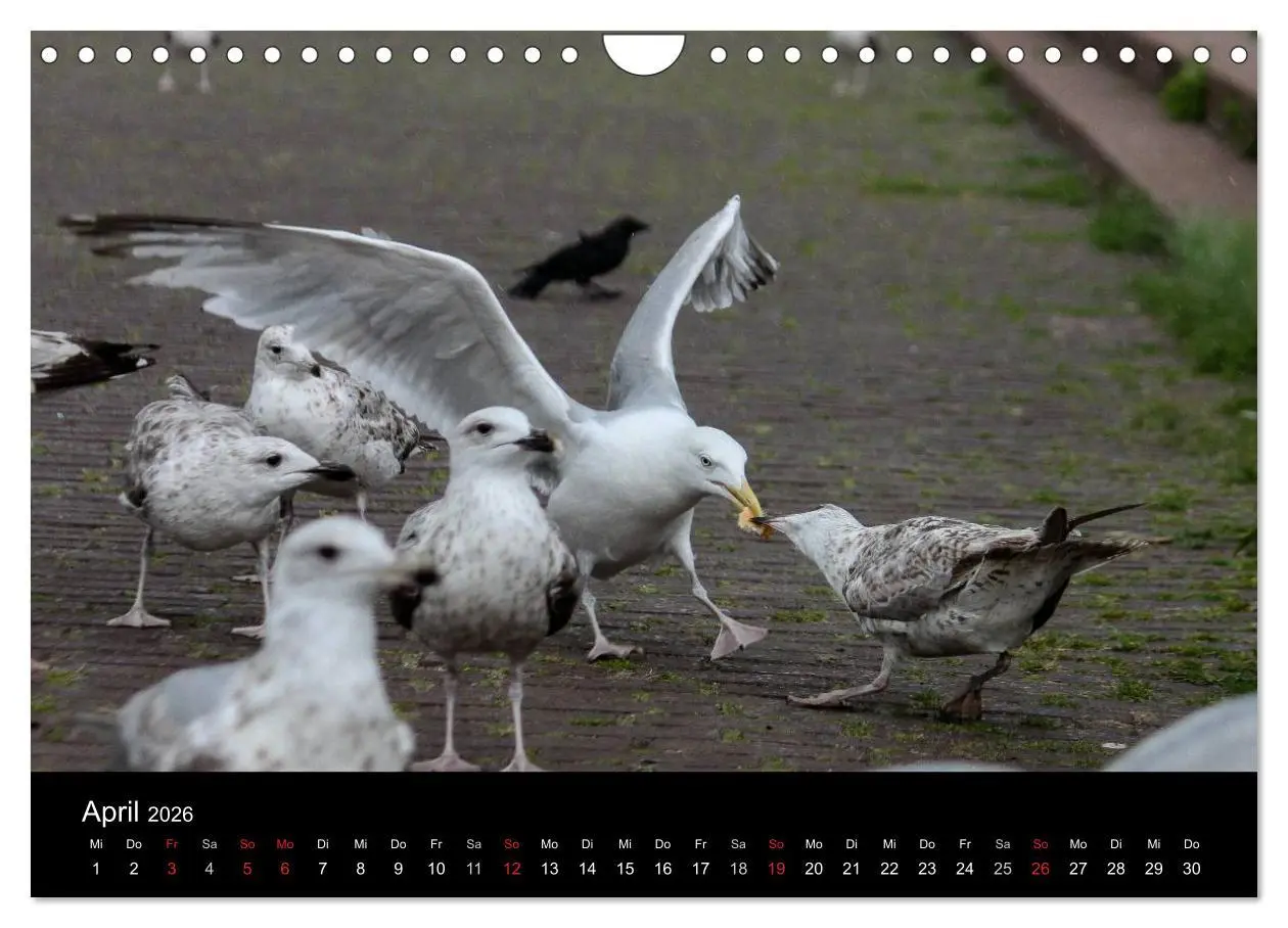 Bild: 9783516117394 | Spontane Fotografie - Möwen (Wandkalender 2026 DIN A4 quer),...