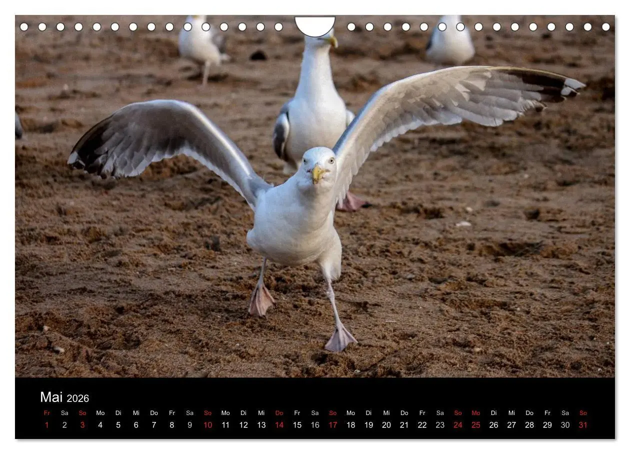 Bild: 9783516117394 | Spontane Fotografie - Möwen (Wandkalender 2026 DIN A4 quer),...