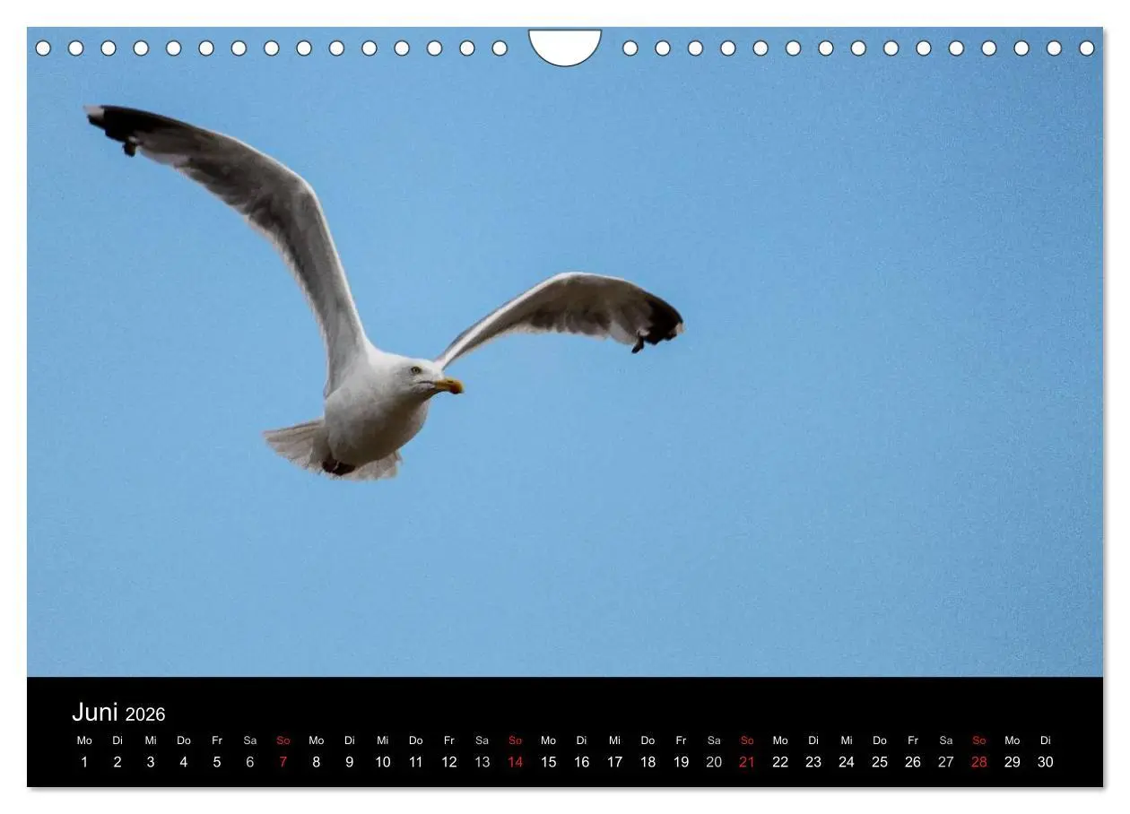 Bild: 9783516117394 | Spontane Fotografie - Möwen (Wandkalender 2026 DIN A4 quer),...
